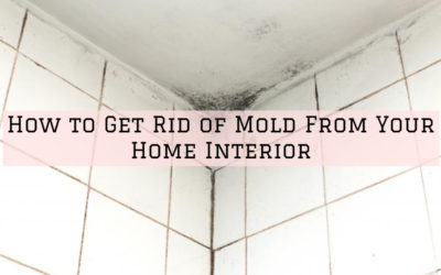 How to Get Rid of Mold From Your Home Interior in Ottawa, Ontario