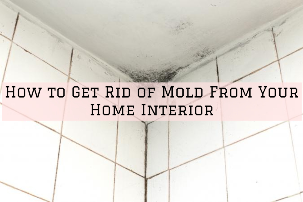 How to Get Rid of Mold From Your Home Interior in Ottawa, Ontario