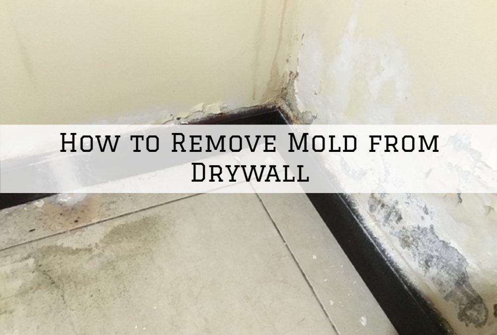 How to Remove Mold from Drywall in Ottawa, Ontario